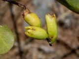 Nicotiana glauca. Завязавшиеся плоды. Греция, Эгейское море, о. Сирос, пос. Манна (Μάννα), обочина автодороги, рядом с автосервисом. 26.04.2021.