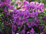 род Bougainvillea