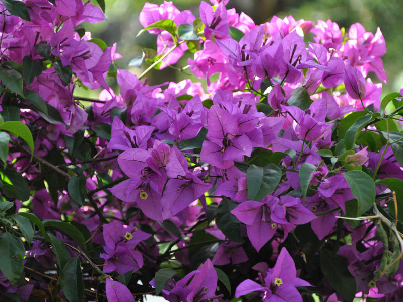 Изображение особи род Bougainvillea.