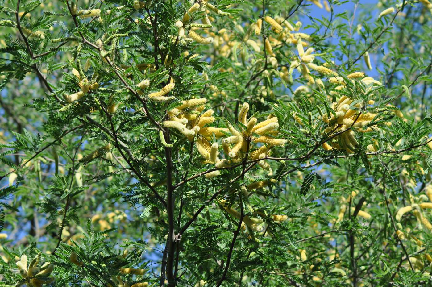 Image of Prosopis juliflora specimen.