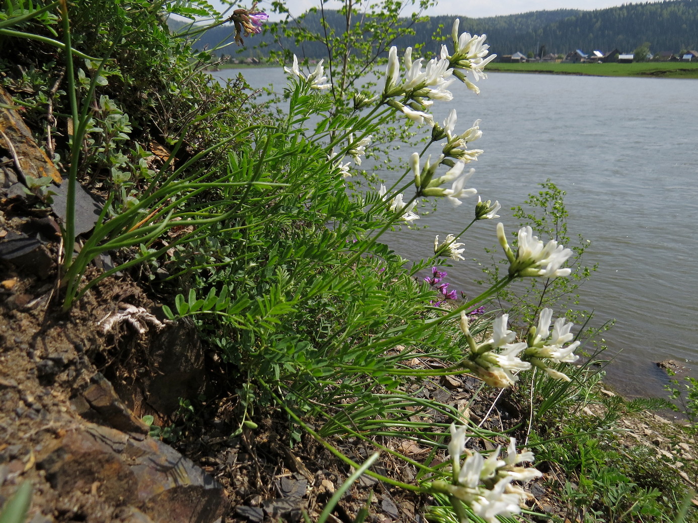 Изображение особи Astragalus ceratoides.