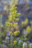 Galium × pomeranicum. Верхушка цветущего растения. Ленинградская обл., Кингисеппский р-н, Финский залив; Кургальский риф, о. Херкалуда, каменистый разнотравный приморский луг. 15.08.2020.