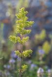 Galium × pomeranicum. Верхушка цветущего растения. Ленинградская обл., Кингисеппский р-н, Финский залив; Кургальский риф, о. Херкалуда, каменистый разнотравный приморский луг. 15.08.2020.