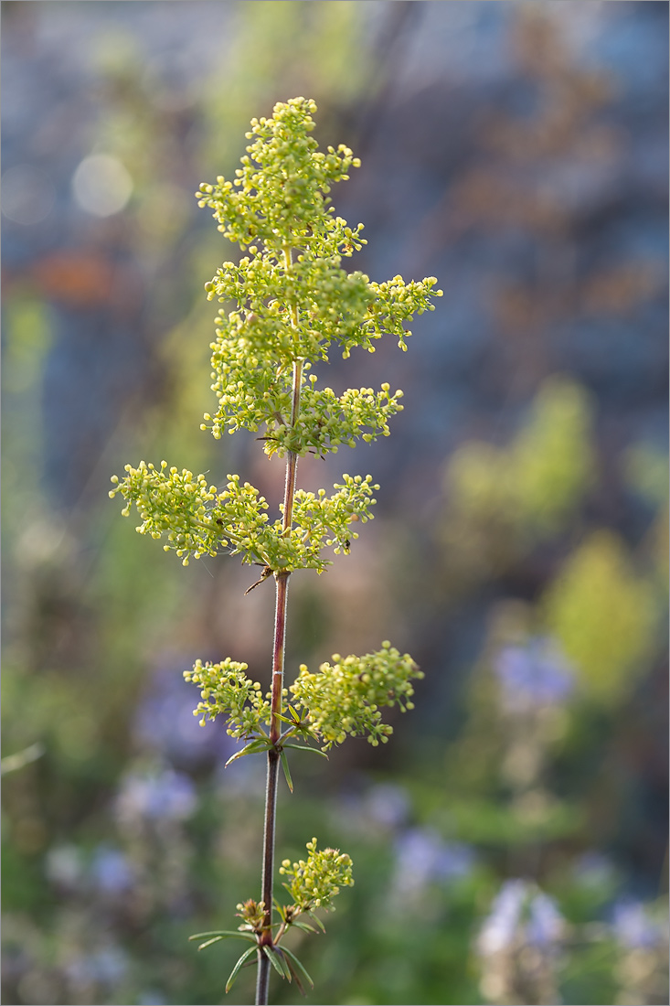 Изображение особи Galium &times; pomeranicum.