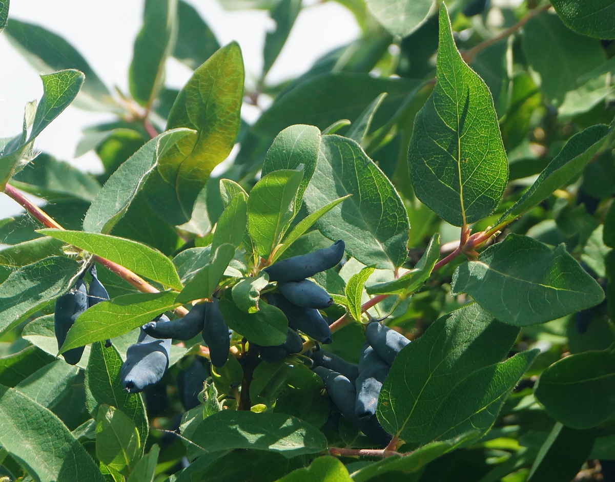 Image of Lonicera edulis specimen.