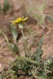 genus Scorzonera. Цветущее растение c кормящейся гусеницей. Южный Казахстан, горы Каракус. 12.05.2010.