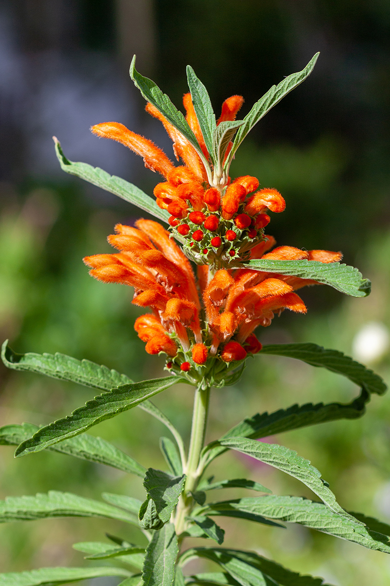 Image of Leonotis nepetifolia specimen.