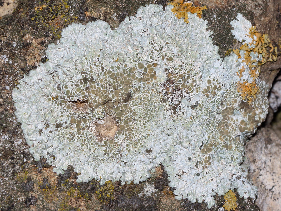 Изображение особи Lecanora muralis.