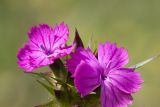 Dianthus capitatus