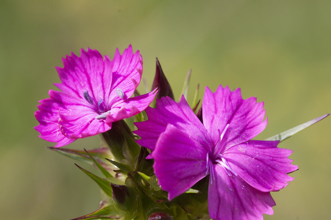 Image of Dianthus capitatus specimen.