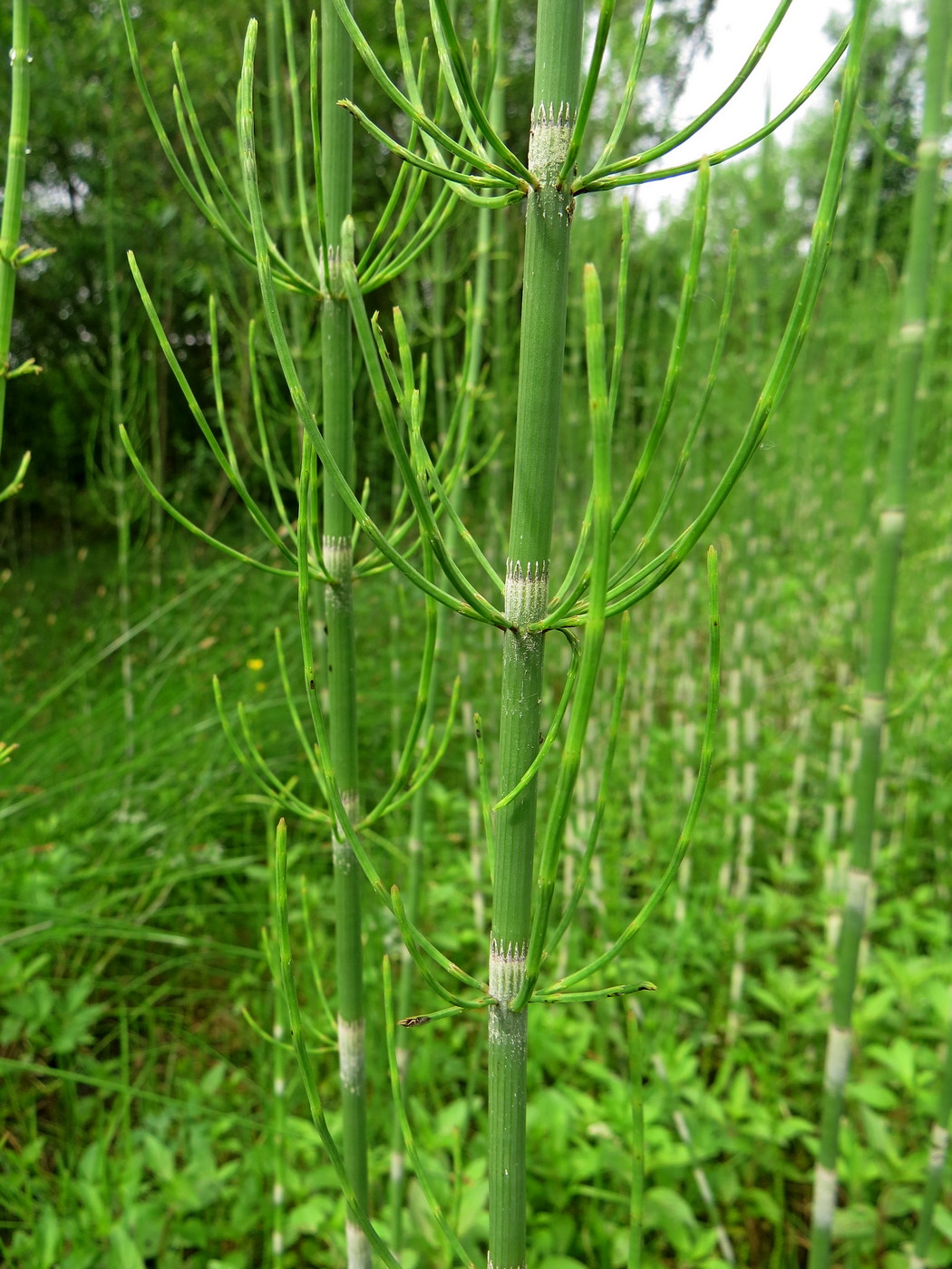 Изображение особи Equisetum fluviatile.