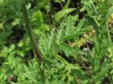 Pyrethrum corymbosum