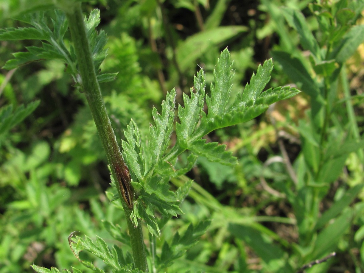 Image of Pyrethrum corymbosum specimen.