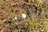 Eriophorum scheuchzeri