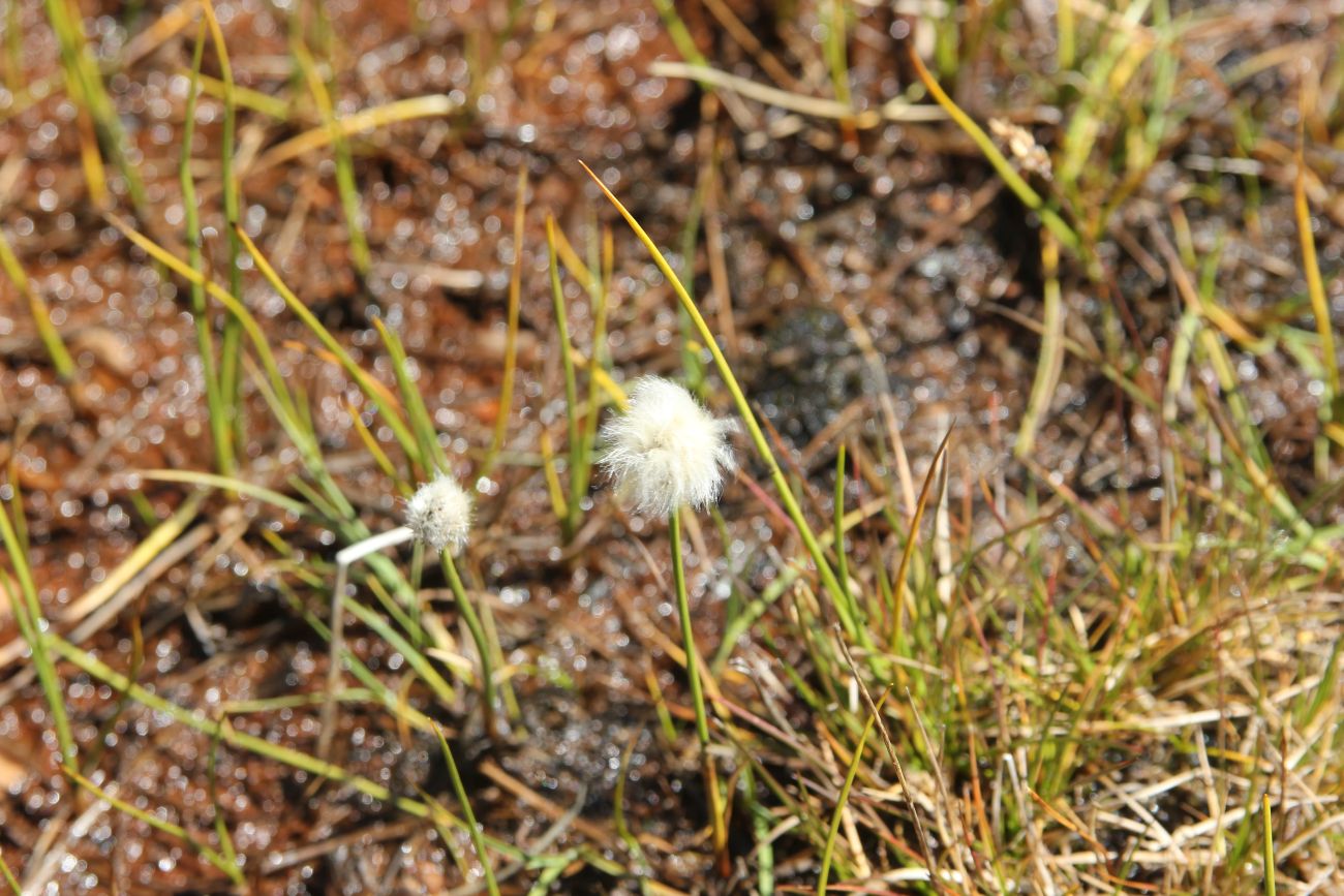 Image of Eriophorum scheuchzeri specimen.