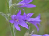 Campanula rapunculoides. Цветок. Республика Северная Осетия-Алания, Ирафский р-н, Большой Кавказ, Гуларский хр., правый склон ущелья р. Гулардон в р-не ведущей на перевал Гуларвцек старой геологической дороги, ≈ 2400 м н.у.м., каменистый склон. 07.07.2021.