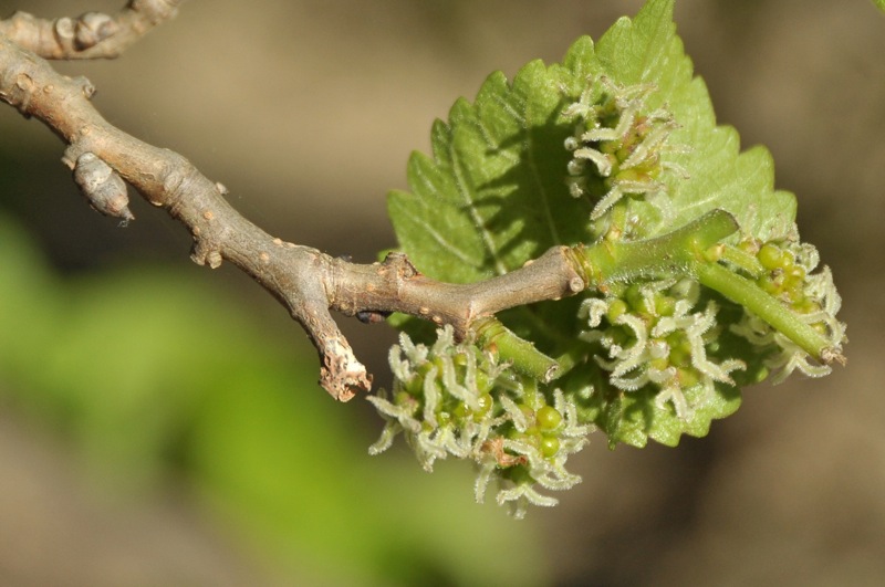 Image of Morus alba specimen.