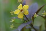 Lysimachia ciliata. Цветок. Томская обл., г. Томск, Академгородок, в культуре. 18.08.2021.