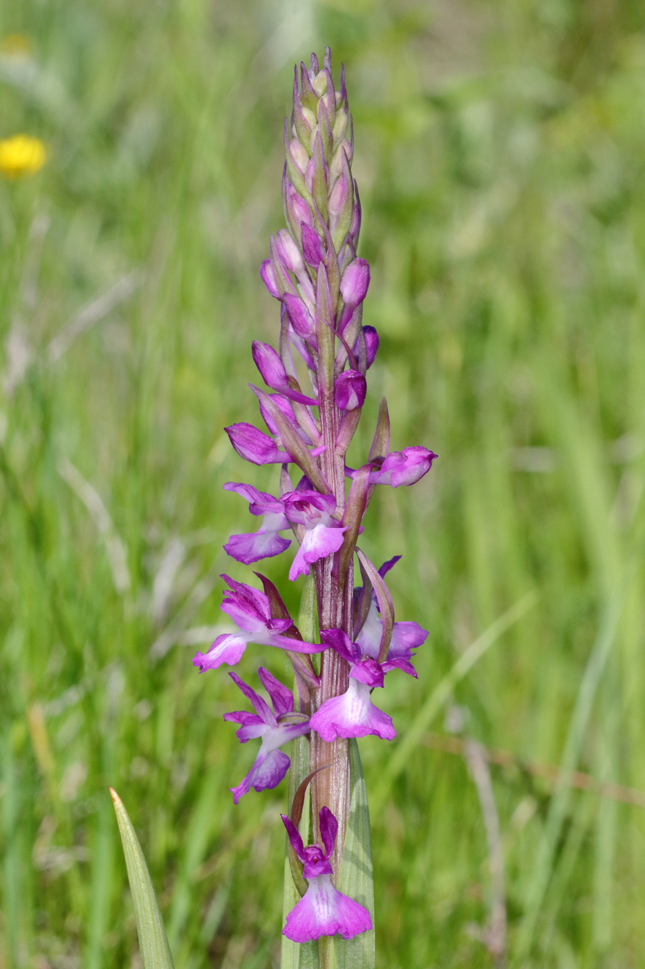 Изображение особи Anacamptis laxiflora ssp. elegans.