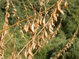 Astragalus galegiformis