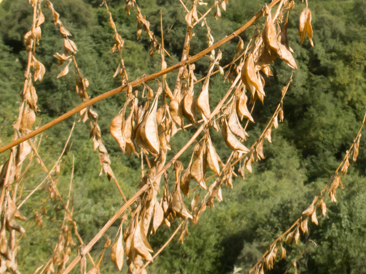 Image of Astragalus galegiformis specimen.