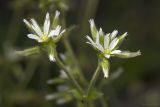 Cerastium glomeratum