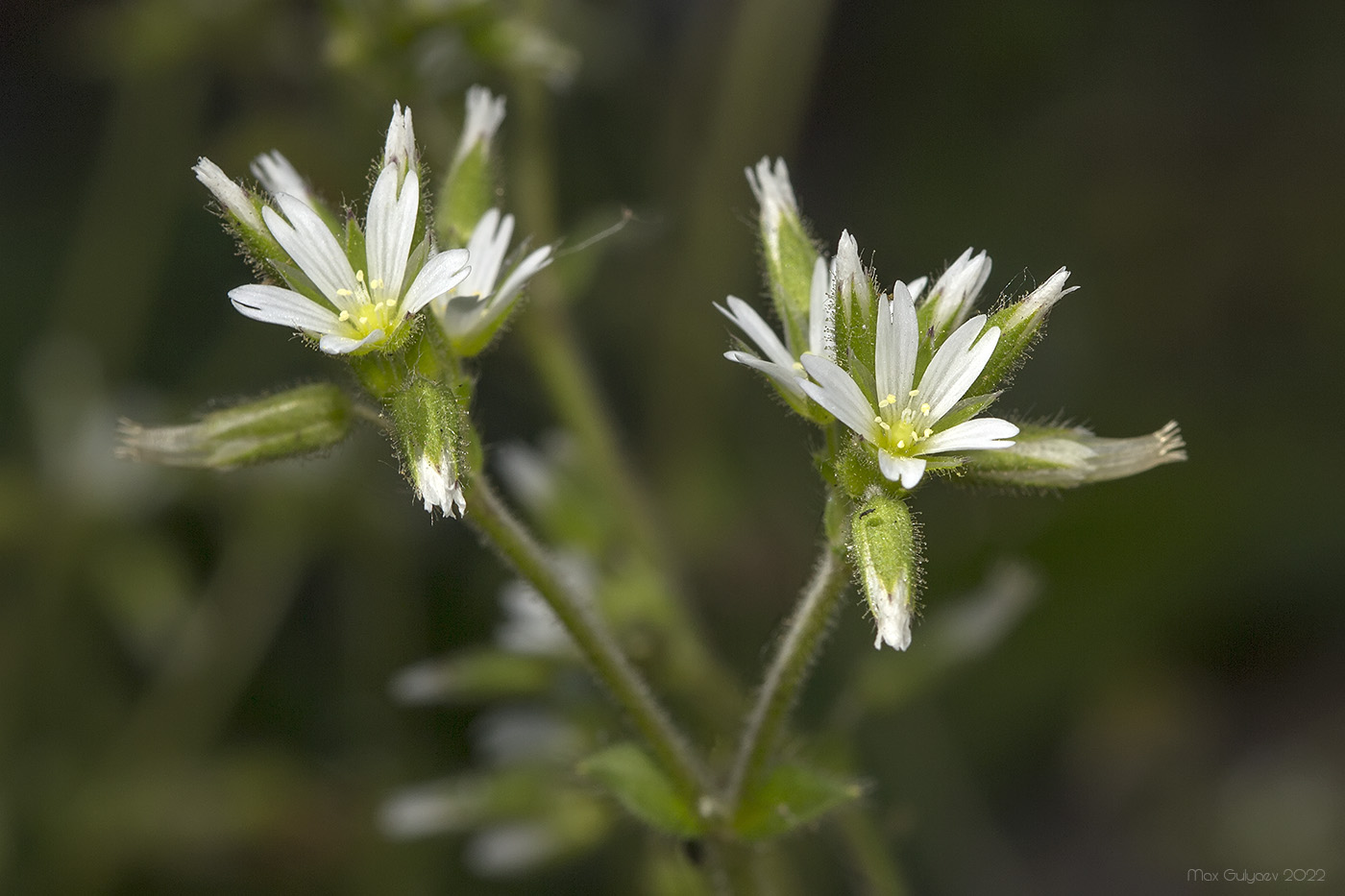 Изображение особи Cerastium glomeratum.