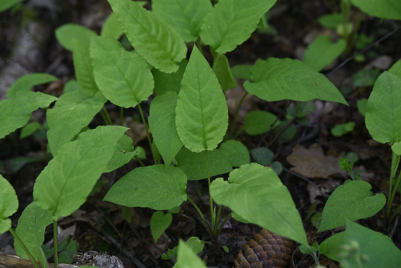 Image of Pulmonaria obscura specimen.