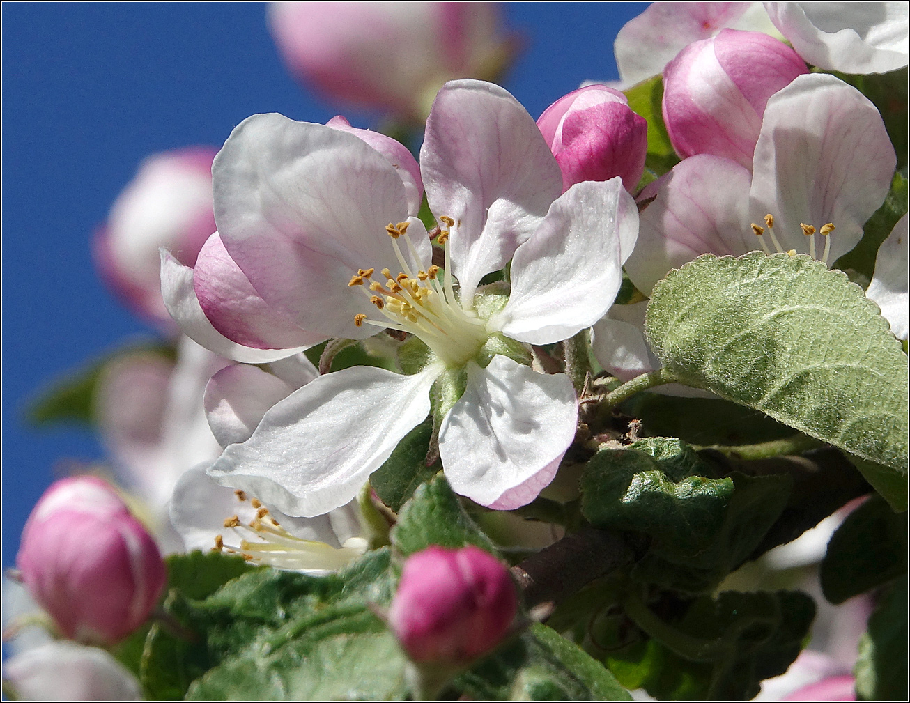 Изображение особи Malus domestica.