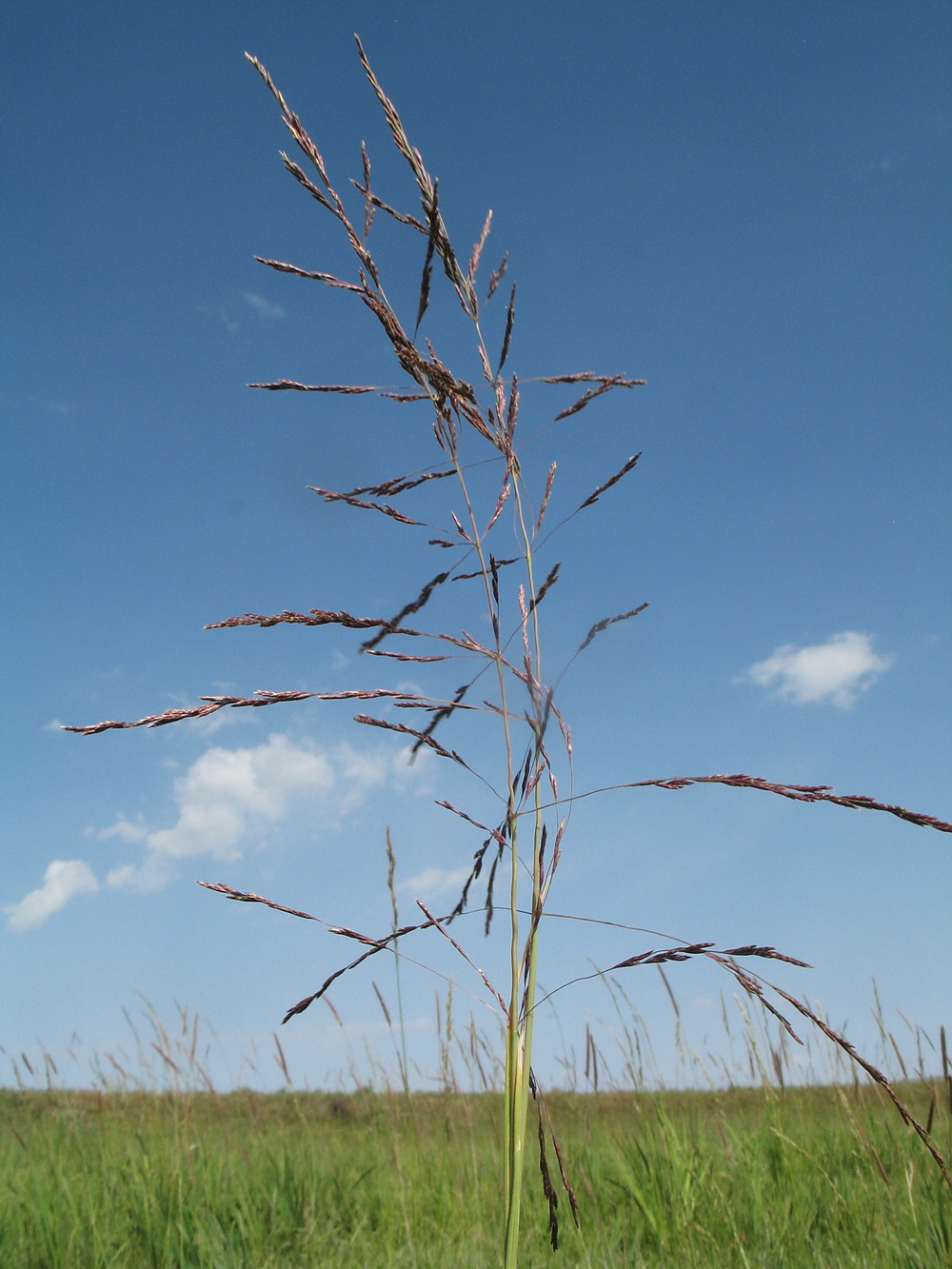 Image of genus Puccinellia specimen.