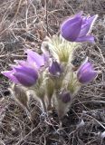 Pulsatilla multifida