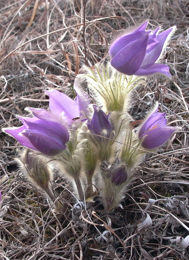 Изображение особи Pulsatilla multifida.