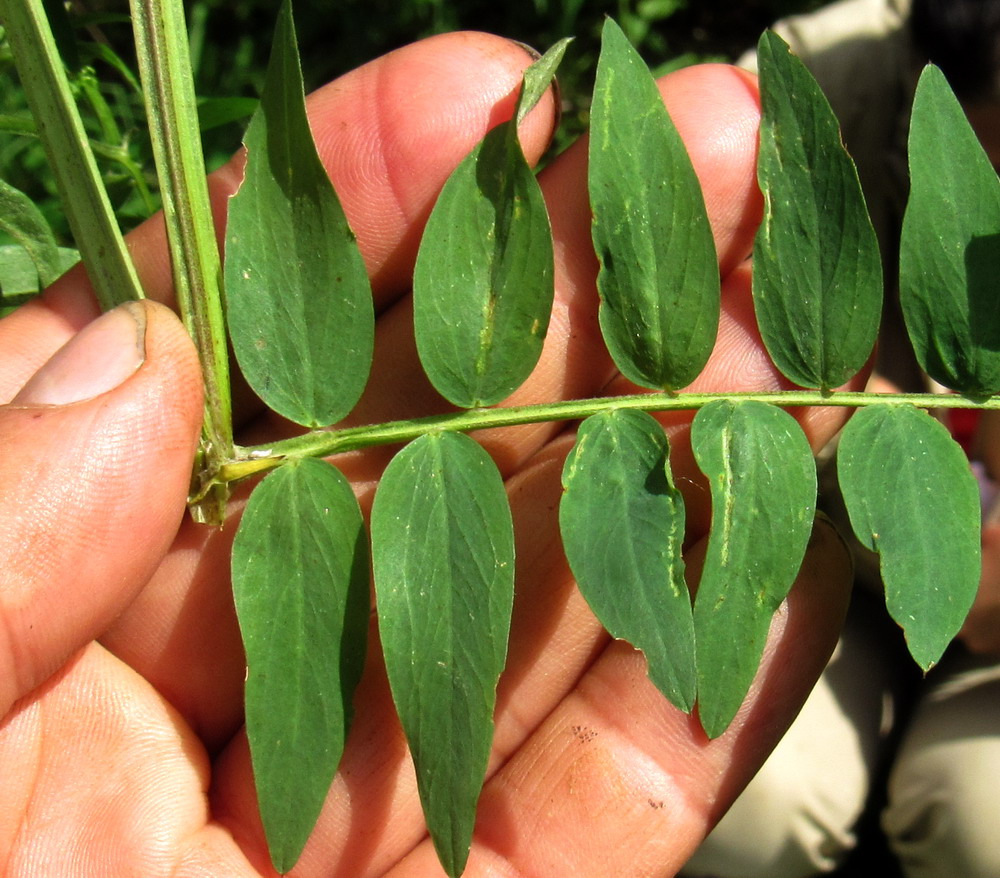 Image of Vicia lilacina specimen.