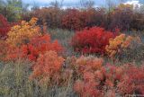 Cotinus coggygria