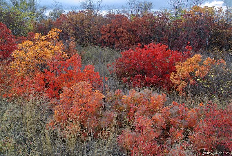 Изображение особи Cotinus coggygria.