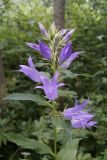 Campanula latifolia