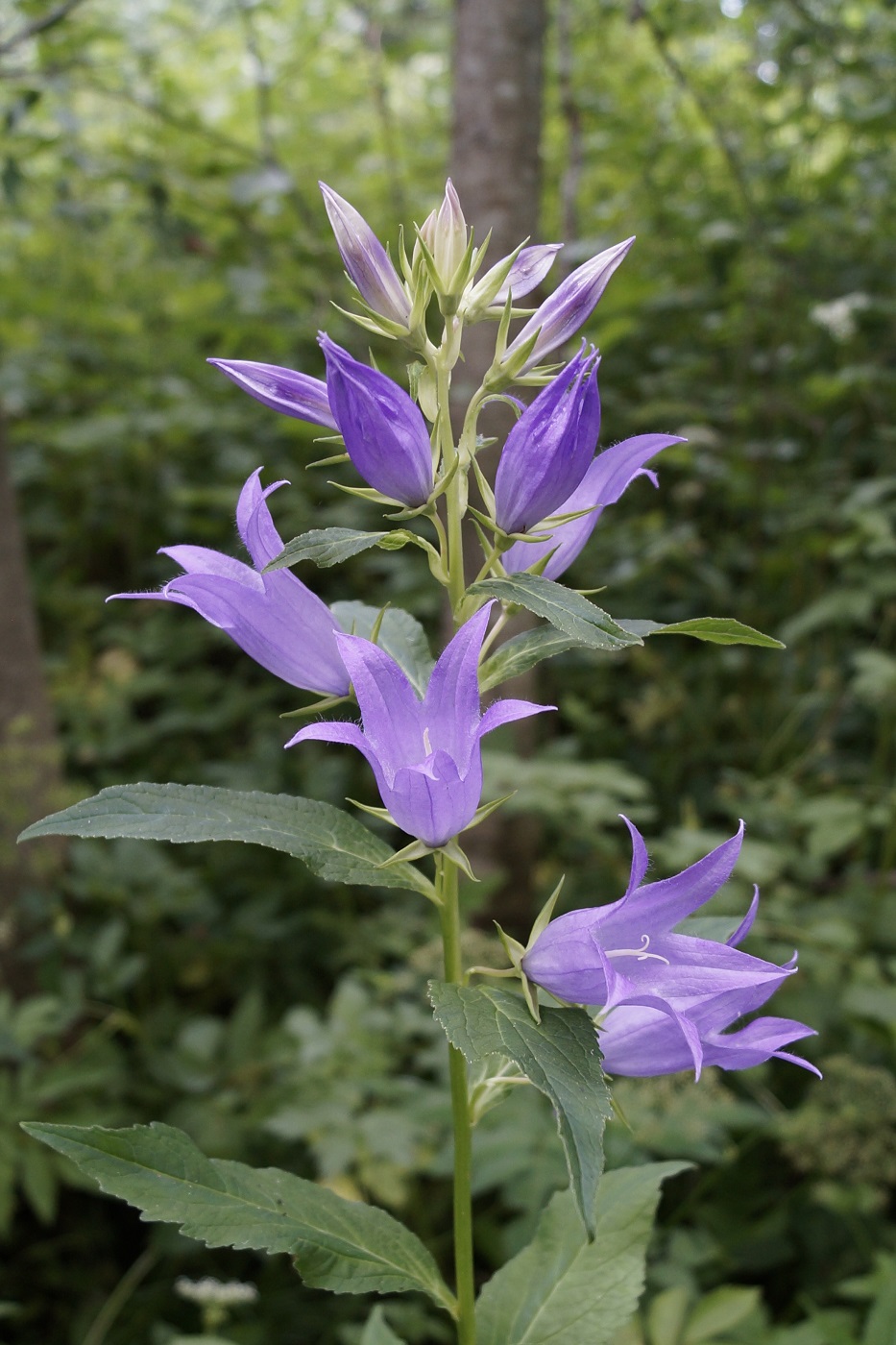 Image of Campanula latifolia specimen.