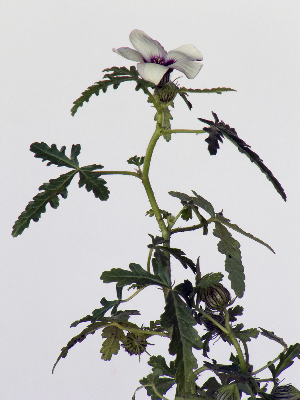 Изображение особи Hibiscus trionum.