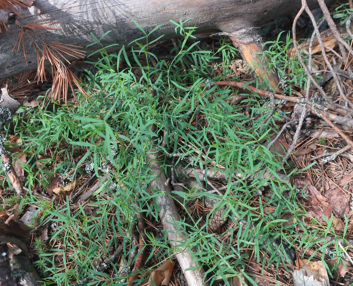 Image of Astragalus arenarius specimen.