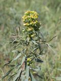 Euphorbia virgata