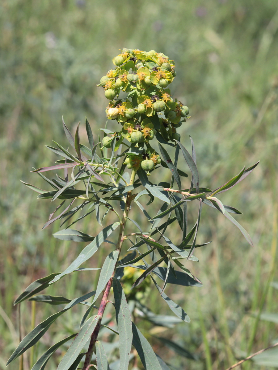 Изображение особи Euphorbia virgata.