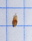 Image of taxon representative. Author is Вера Волкотруб