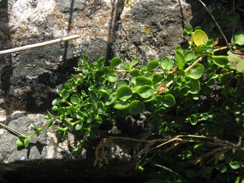 Изображение особи Arenaria rotundifolia.