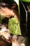 genus Nepenthes. Ловчий кувшинчик. Малайзия, штат Саравак, национальный парк \"Бако\". 30.04.2008.