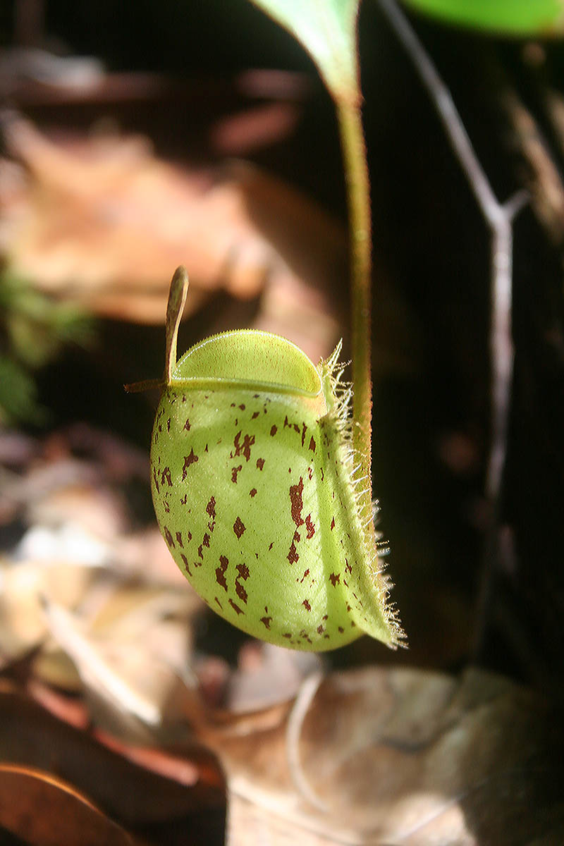 Изображение особи род Nepenthes.