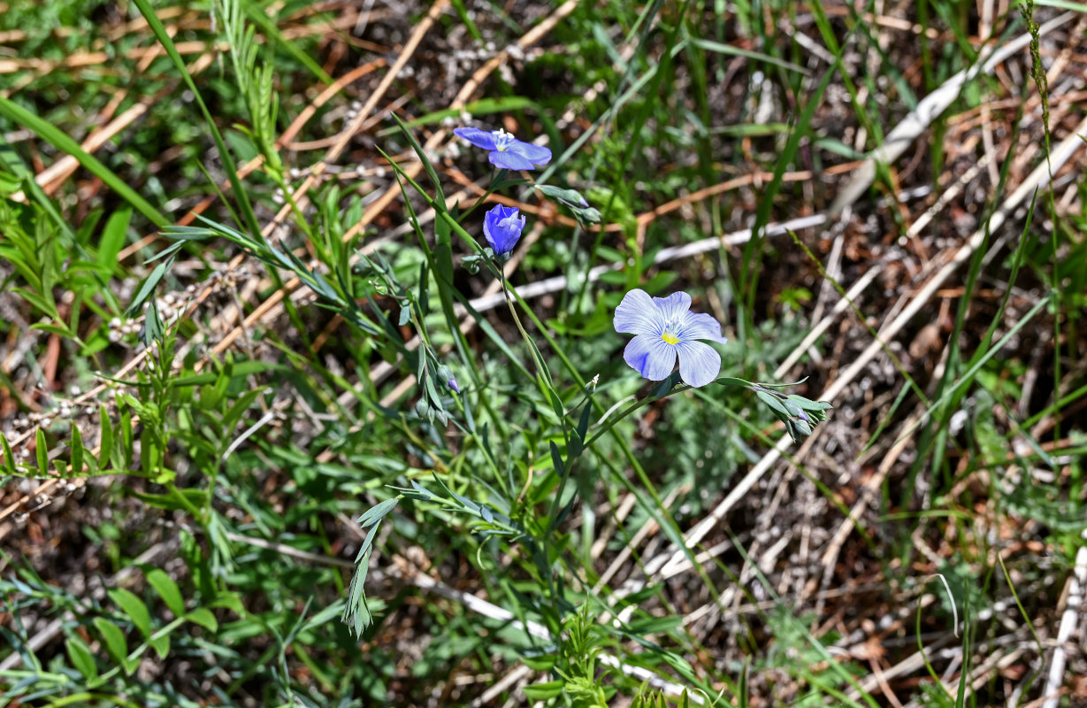 Изображение особи Linum perenne.