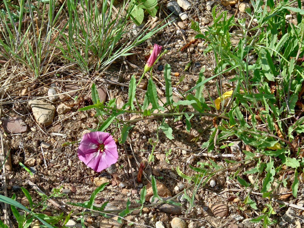 Image of Convolvulus chinensis specimen.