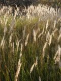 Calamagrostis glomerata