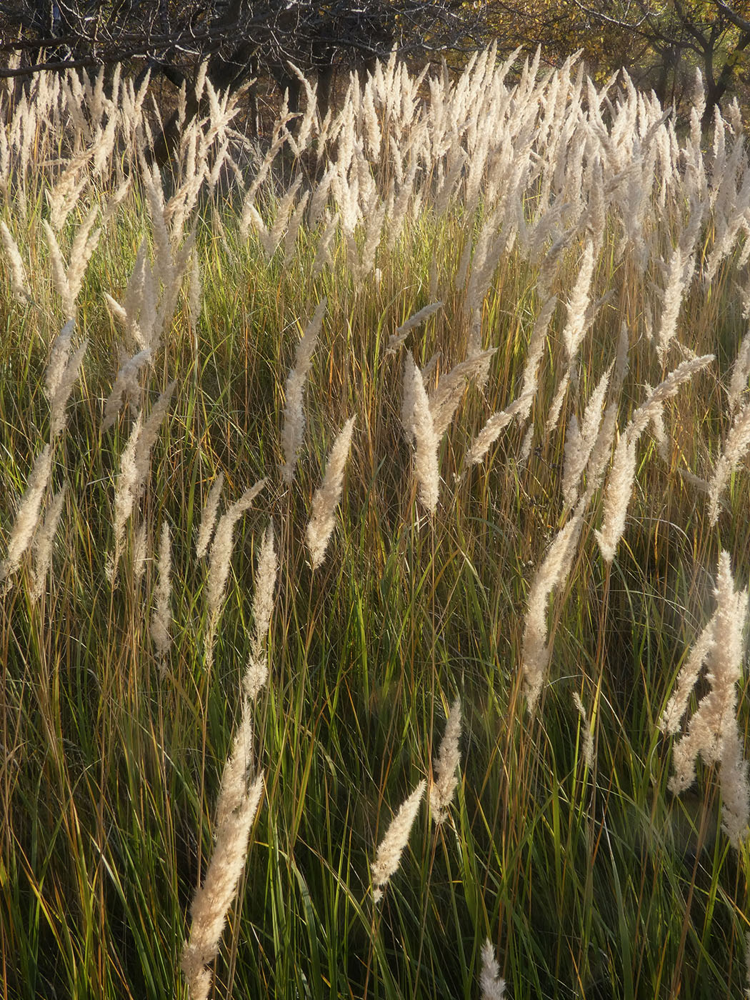 Image of Calamagrostis glomerata specimen.