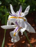 Dietes grandiflora